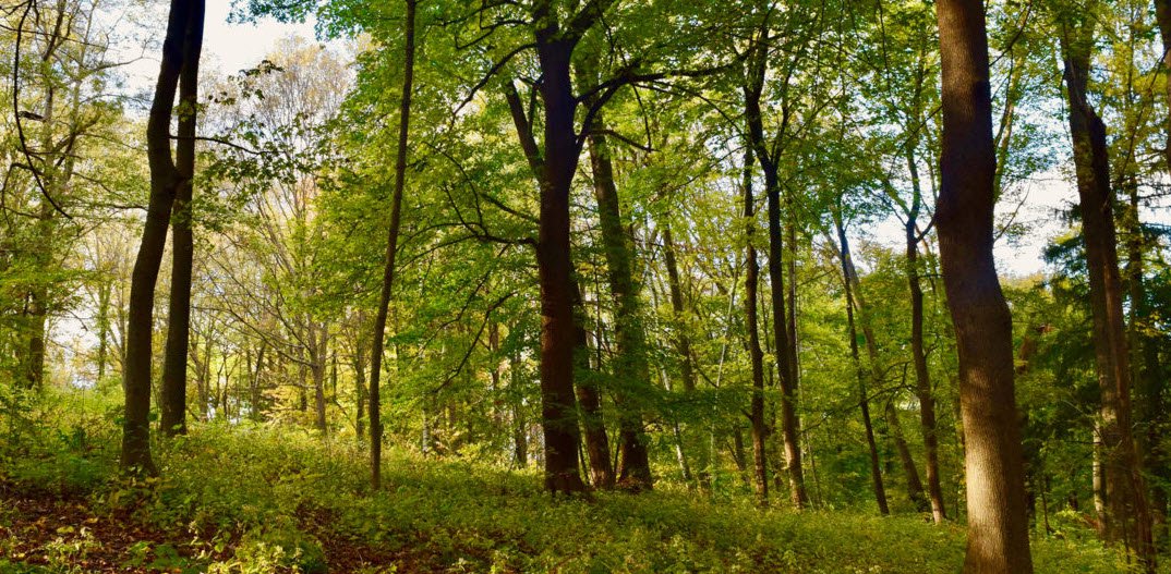 Hadwen Arboretum, United States